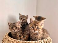 Zauberhafte Britisch Kurzhaar Kitten suchen ein liebevolles Zuhause - Frankfurt (Main)
