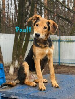 Paul1- fröhlich & verspielt 04/24 - Ruppertsecken