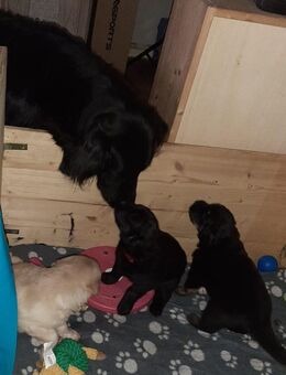 Hovawart Welpen - Techentin