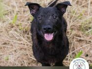 Sally: Sucht ein Zuhause - Kirchzell