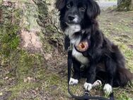 Bounty auf Pflegestelle in Gelsenkirchen - Olfen