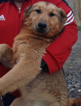 MALOU sucht erfahr. Zuhause/Pflegestelle - Köln