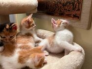 Kitten rot weiß männlich Katzen katzenbabys Katzenkinder - Waldenburg (Sachsen)