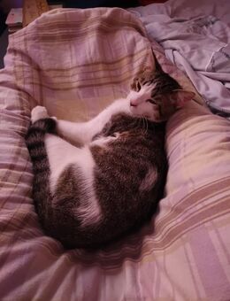 Schweren Herzens Kater Abzugeben - Prenzlau