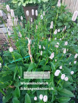Samen Wiesenknöterich Schlangenknöterich, rosa, viele weitere Sorten - Norderstedt