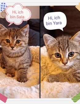 BKH Mix Kitte (Mädchen) suchen noch ein Zuhause - Bottrop