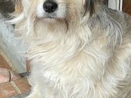 SISSY sucht ihr Familie, Tierschutz - Prien (Chiemsee)