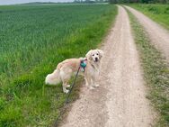 Mischling Golden Retriever- Beagle Lucky - Bergheim (Nordrhein-Westfalen)