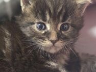 🐾 Zwei Maine Coon Babys zum Verlieben – 1 Mädchen & 1 Junge 🐾❤️ - Offenbach (Main)