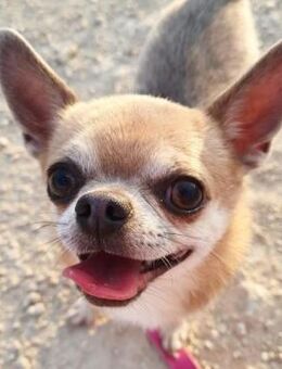Pepito sucht ein neues Zuhause - Duisburg