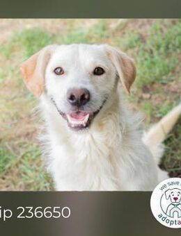 Chip 236650: Sucht ein Zuhause - Kirchzell
