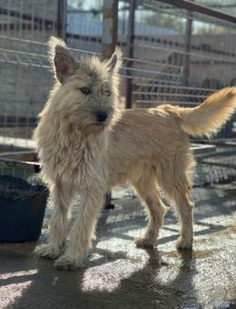 Süsser Terriermix KASPAR sucht Zuhause - Neuberg