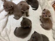 BKH-Kitten (Blue&Lilac) - Rahden
