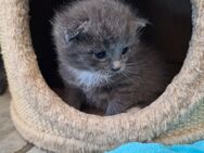 BKH Mix Kitten - Schotten