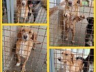 Hübsche Brina sucht ihr zuhause - Margetshöchheim