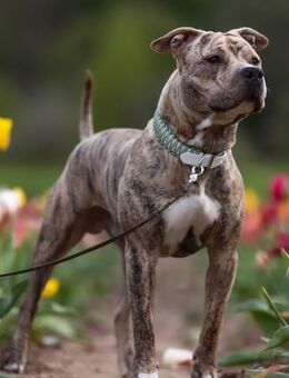 American Bully Tiger Deckrüde !! - Tübingen