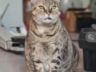 Mimiki Puschelchen sucht Kuschelchen - Unterföhring