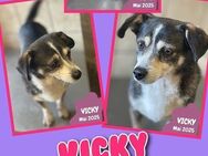 Minimaus Vicky auf Körbchensuche! - Nürnberg