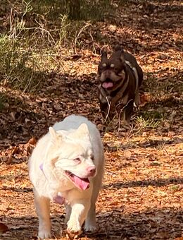 Gesunde Französische Bulldoggen - Feucht