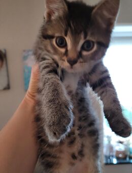 1 süße Kitten in liebevolle Hände abzugeben! - Weißenfels Wengelsdorf