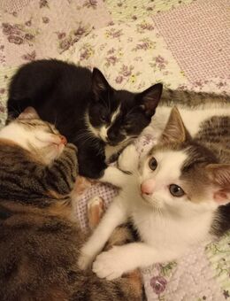 Drei Katzenkinder - Dresden