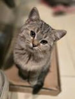 Maine Coon-Ragdoll- Perser Mix Kitten - Bernburg (Saale)