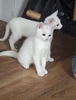 2 EKH kitten suchen ein Zuhause - Grosselfingen