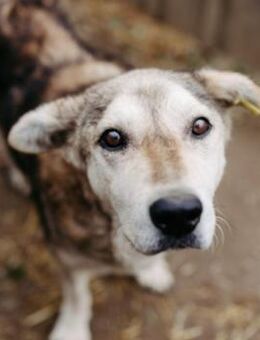 Liebenswerter, freundlicher Fred - Kallmünz