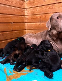 Süße Mini Labradoodle Welpen - Marsberg