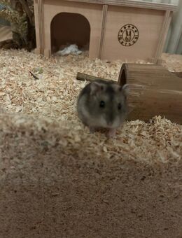 Hamster sucht neues zu Hause - Hamburg