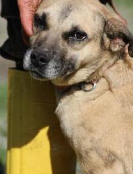 Pina - anhänglich u. zutraulich - Lohra