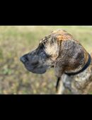 Deutsche Dogge mit Ahnentafel in 24119