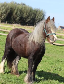 Irish Cob / Tinker Stute , tragend mit Fohlen bei Fuß - Rohrberg (Sachsen-Anhalt)
