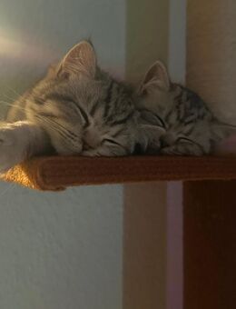 2 kitten suchen ein schönes zuhause 🏠❤️ - Berlin Charlottenburg-Wilmersdorf