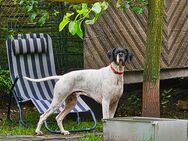 Klausi pointer mix, 16 Monate als - Duisburg