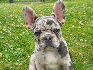 Sportliche Französische Bulldogge - Duisburg