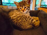 BKH Britisch Kurzhaar Kitten black golden tabby - Hummelshain