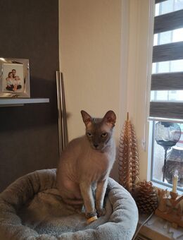 Fussel sucht neues körbchen - Zwickau