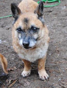 Wer schenkt CHESTER seine besten Jahre? - Berlin