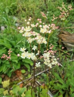 Kleines/ Knolliges Mädesüß (Filipendula vulgaris) - Horgenzell