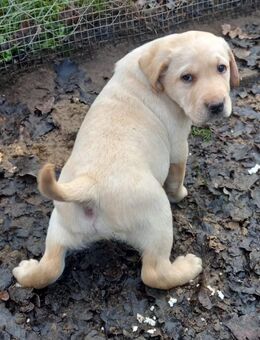 Labrador Welpen pünklich zu Weihnachten abholbereit :-) - Bandenitz