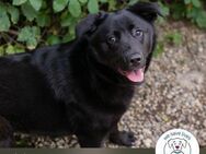 Chip 234921: Hundekind sucht ein Zuhause - Kirchzell