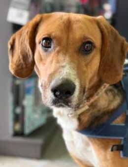 Ion Laufhund sucht aktive Menschen - Eixen