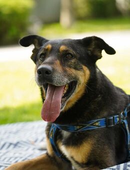 Buba Truba Netter & entspannter Rüde - Obertshausen