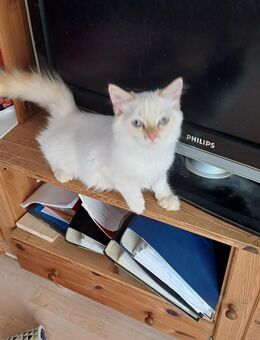 Wunderschöner Blue Point Kater - Niddatal