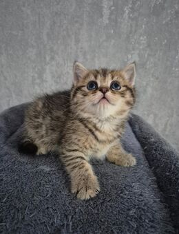 Britisch Kurzhaar Kitten Katzenbaby - Krefeld Zentrum