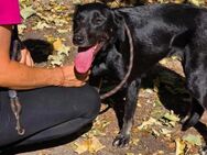 Freundliche Black Beauty DIMA sucht ♥️ - München