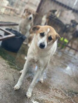 Ängstl.FANNY sucht ein Zuhause - Neuberg