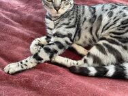 Bengal Katze Silver 2 Jahre - Neuenbürg