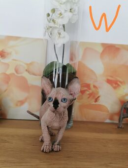 zuckersüße Kitten aus einem KanadiaSphynx Wurf(Elf) - Köln